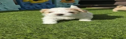 Yorkshire Terrier dogs for sale: 🐾 Golddust Yorkshire Terrier Puppies Available 🐾 - Advert 16
