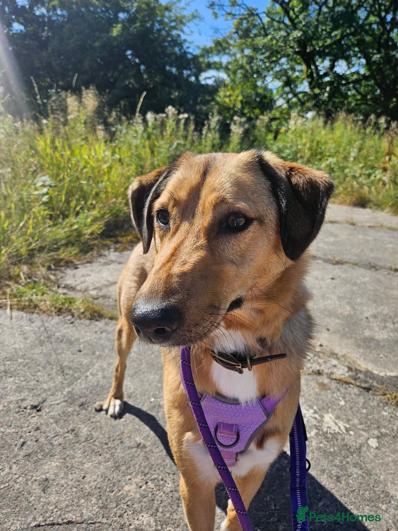 Mixed Breed dogs Piglet is looking for a home! - Advert 1