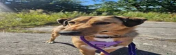 Mixed Breed dogs for adoption: Piglet is looking for a home! in Littleborough - Advert 1