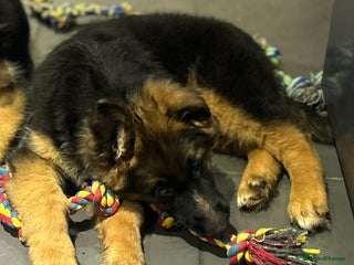 German Shepherd dogs Kc registered long haired GSD Puppy - Advert 2