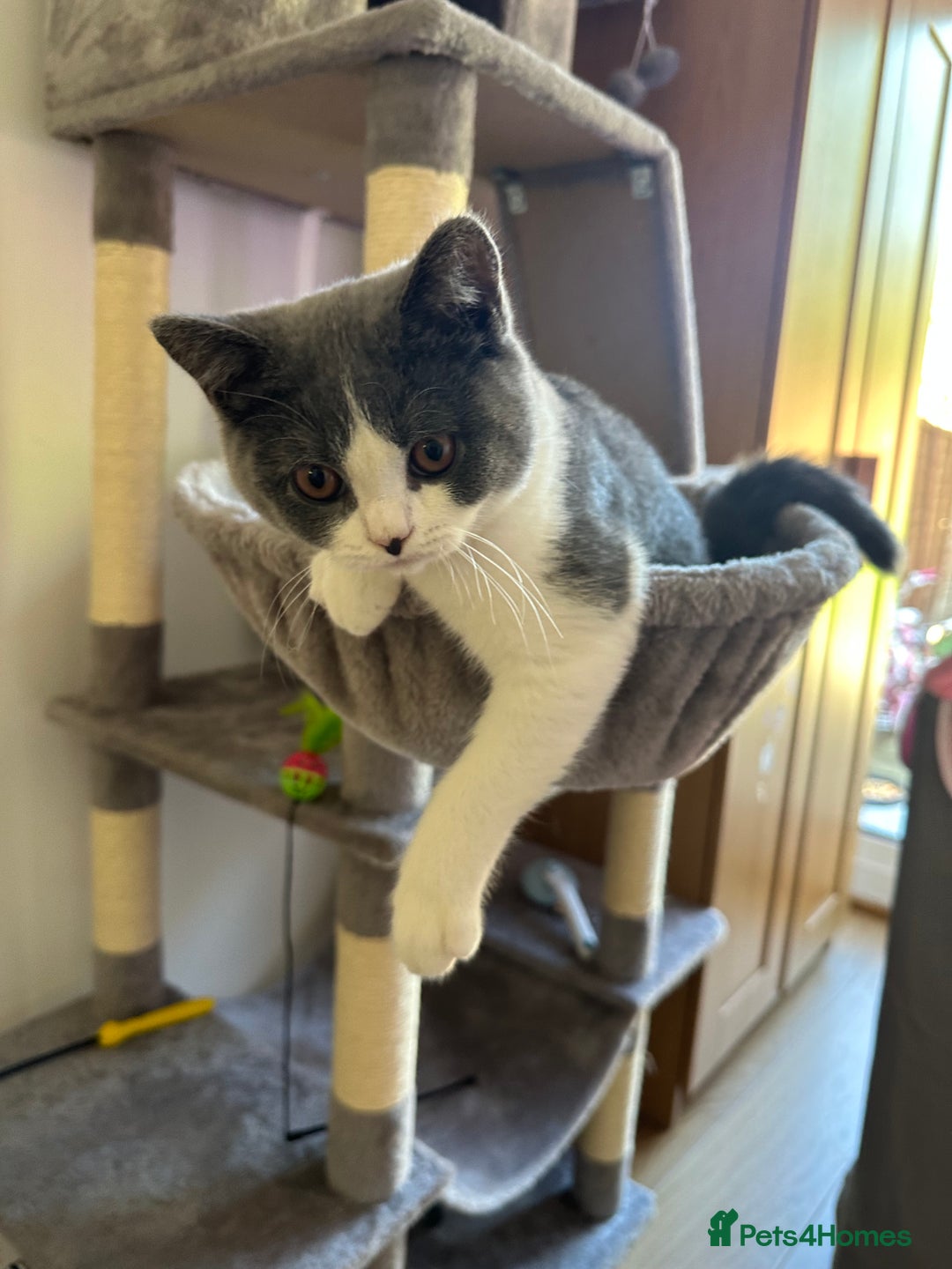 British Shorthair cats for sale: British shorthair blue and white, 4 months old  - Image 9
