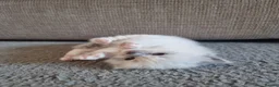 Ragdoll cats for sale: Ragdoll kittens in Newport - Advert 1