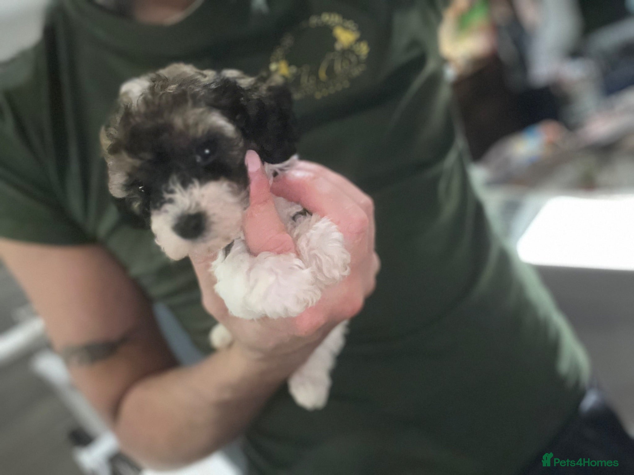 Cavapoo dogs 5 star rated ⭐️⭐️⭐️⭐️⭐️ TOY cavapoo puppies  - Advert 2