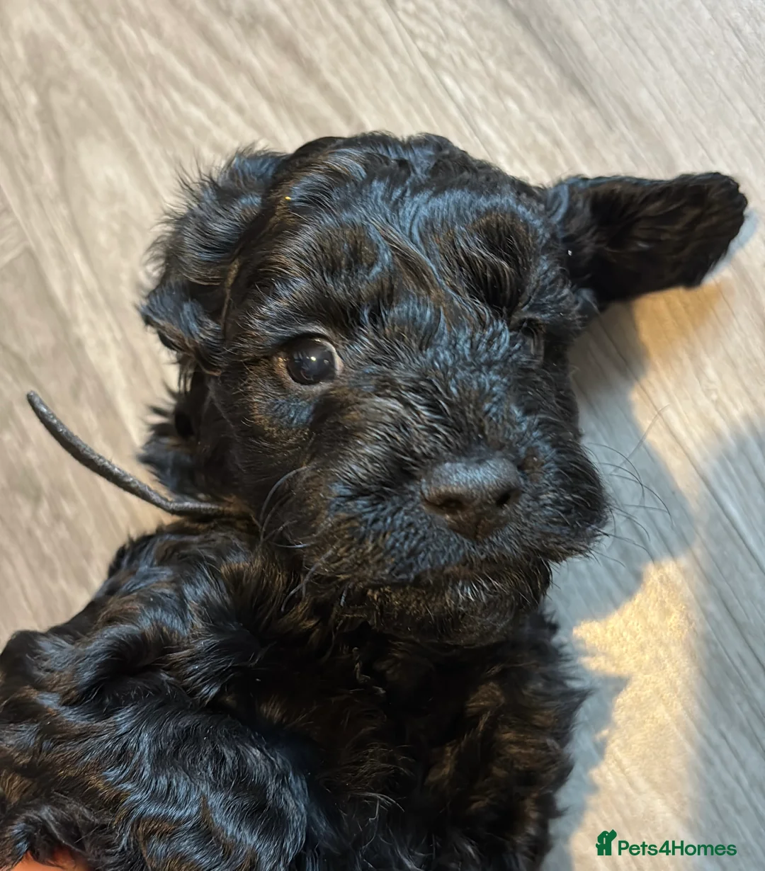 Cockapoo dogs for sale: 1 Male F1B Cockapoo looking for forever home 🐾 - Advert 8