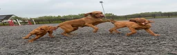 Hungarian Vizsla dogs for sale: KC reg, ready to go now.  - Advert 8