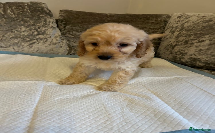 Cockapoo dogs Beautiful Cockapoo pups - Advert 4