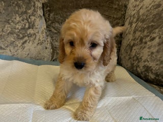 Cockapoo dogs Beautiful Cockapoo pups - Advert 2