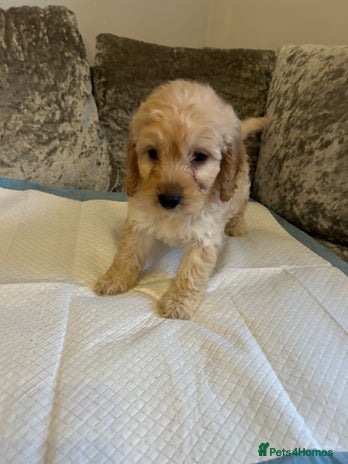 Cockapoo dogs Beautiful Cockapoo pups - Advert 14