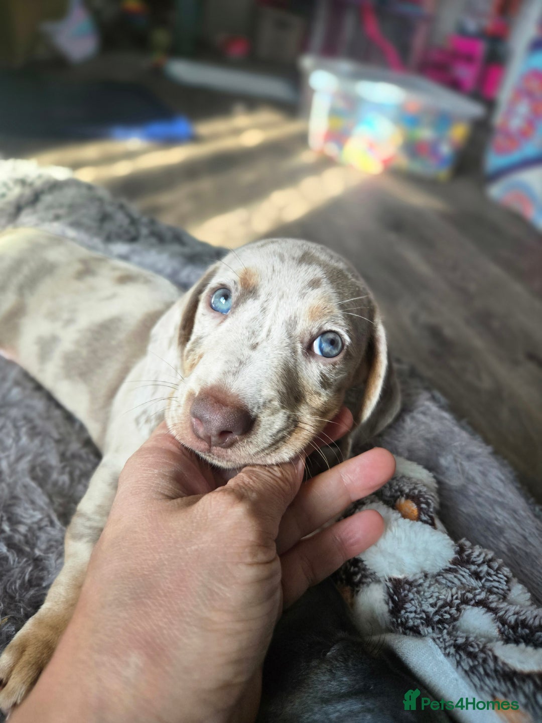 Dachshund dogs for sale: Ready now, last 3 Dachshund Puppies - Image 21