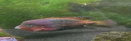 Other/Mixed Breed fish for sale: Oscar and ciclid in Hereford - Advert 6