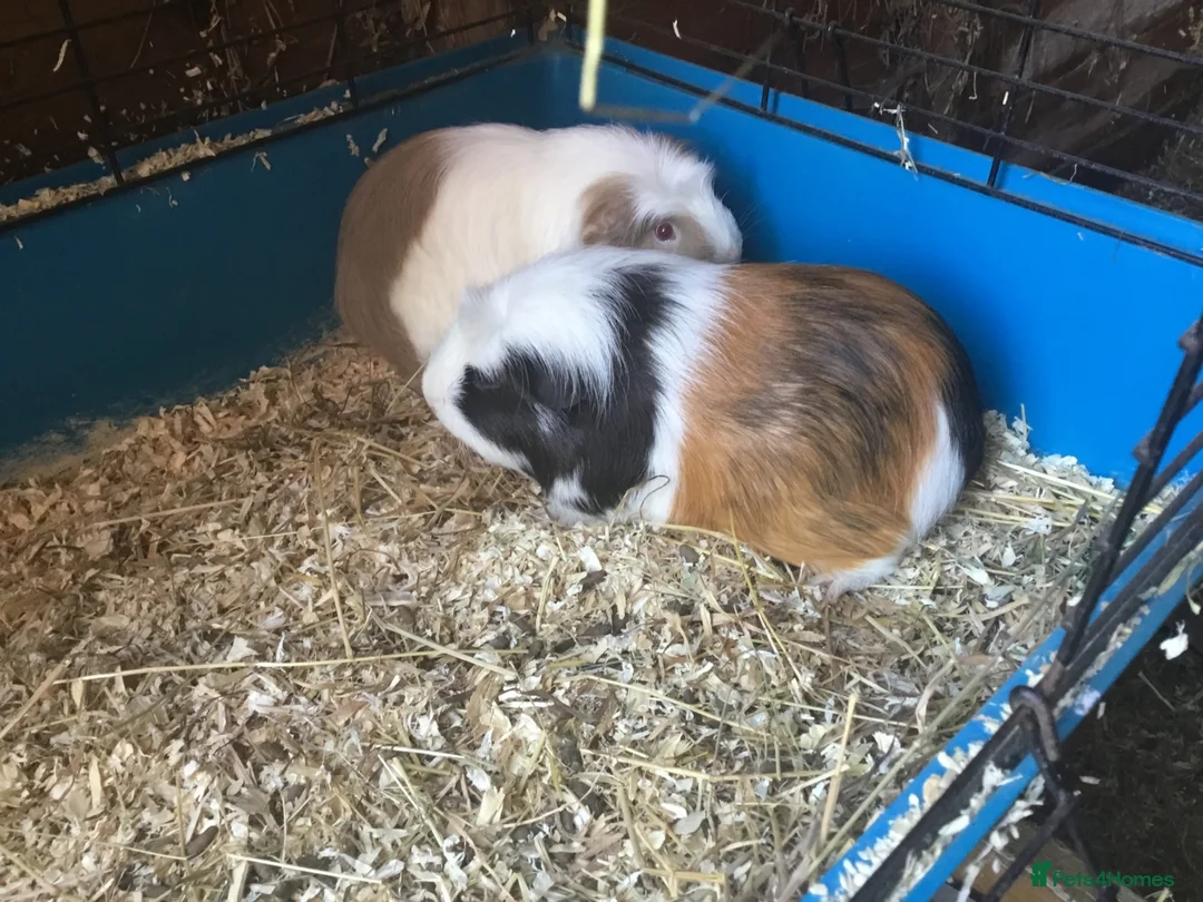 Guinea Pig rodents for sale: Female guinea pigs  - Advert 1
