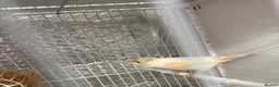 Mixed Breed birds for sale: Canary, finches and more  - Advert 7