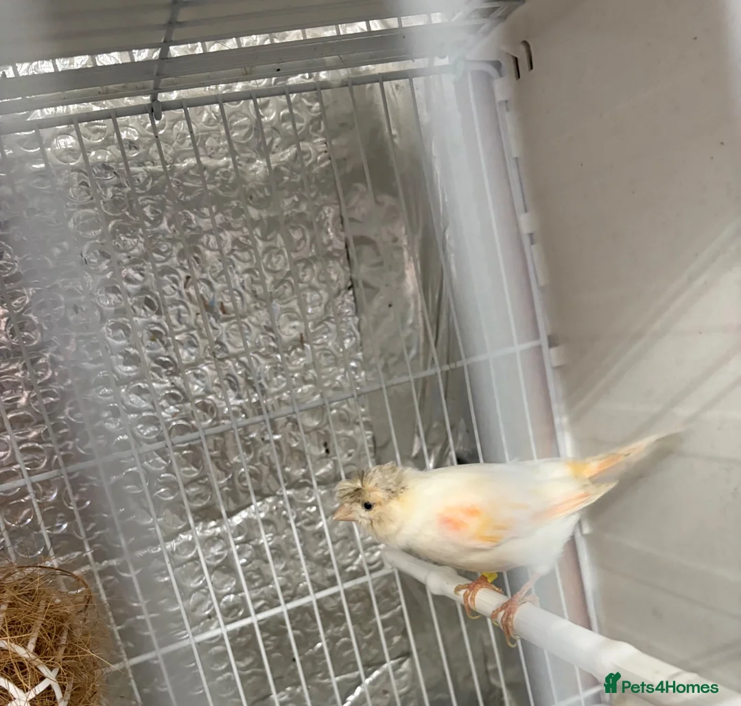 Mixed Breed birds for sale: Canary, finches and more  - Advert 7