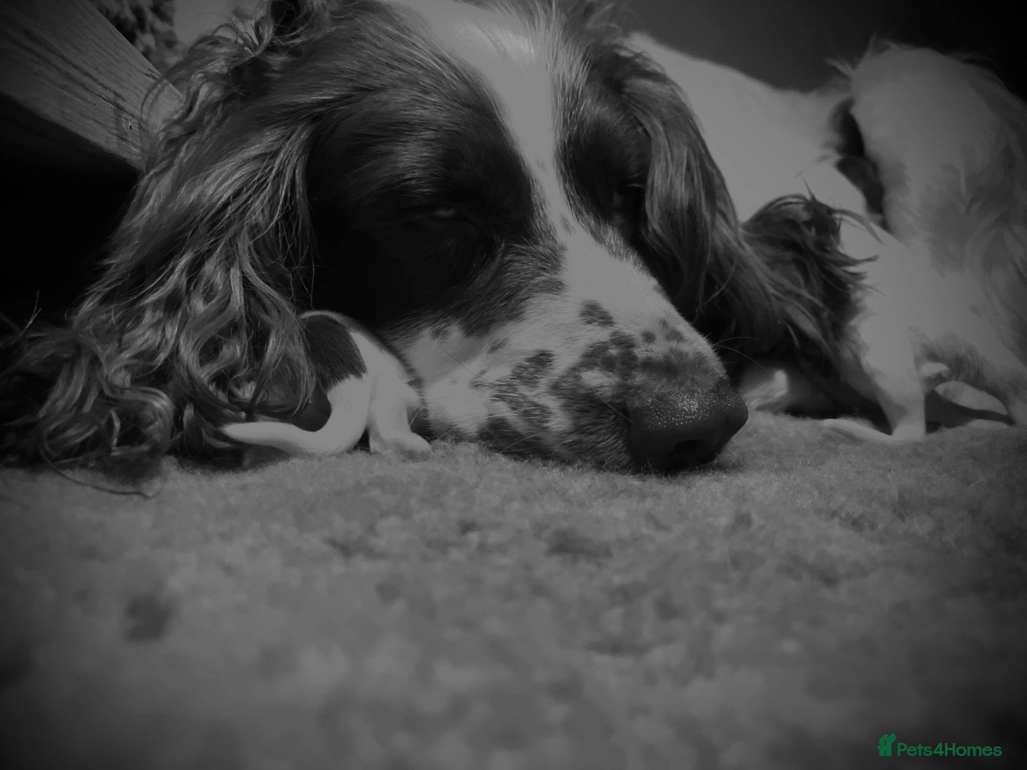 English Springer Spaniel dogs KC REGISTERED ENGLISH SPRINGER SPANIELS  - Advert 1