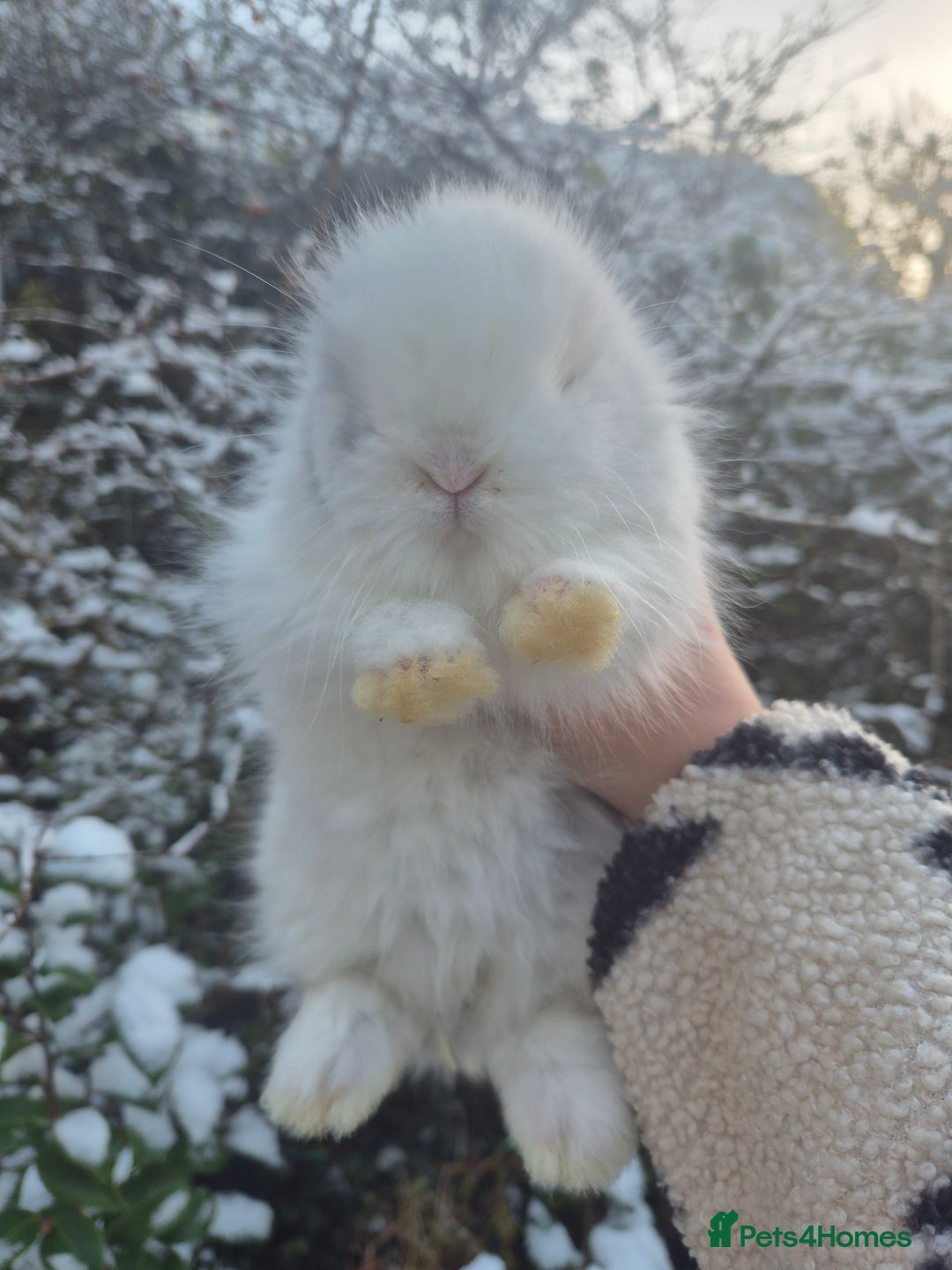 Angora rabbits for sale: 💖💙Ready in 2 weeks- Blue harli teddydwerg💙💖 - Advert 8