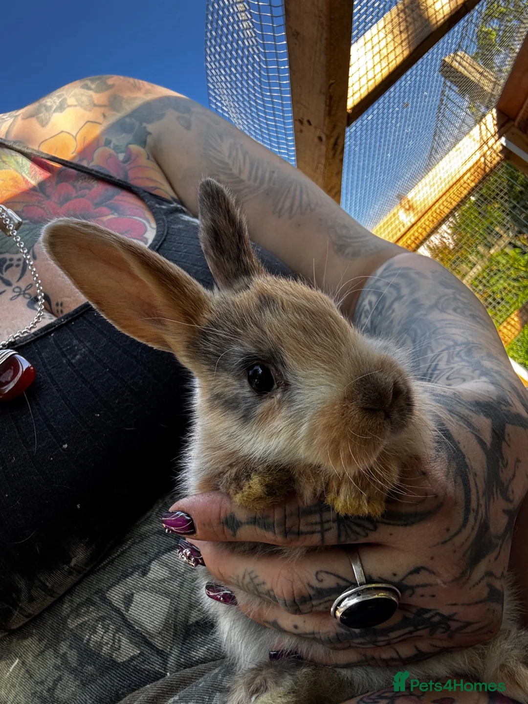 Harlequin rabbits for sale: Lovely bunnies ready - Advert 2