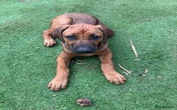 Rhodesian Ridgeback dogs for sale: Rhodesian ridgebacks for sale - Image 19