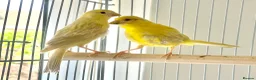 Canaries birds for sale: Three Beautiful Canaries Looking for Loving Homes - Advert 4