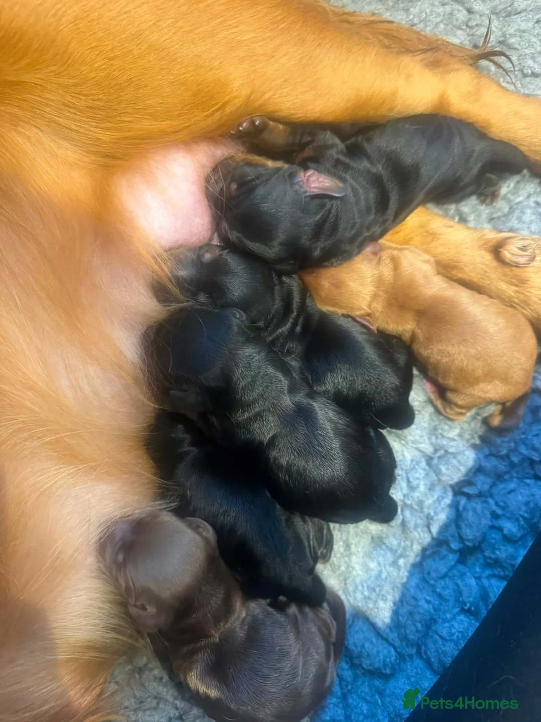 Cocker Spaniel dogs for sale: KC Working Cocker Spaniel Puppies – Family Raised - Advert 5