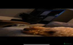 British Shorthair cats for sale: Adult male - Advert 7