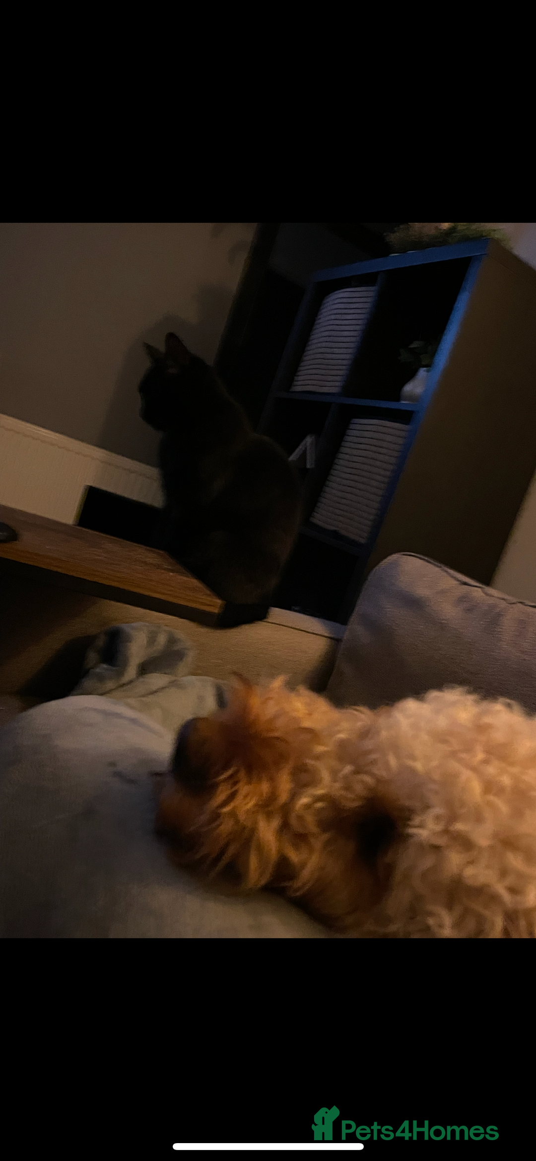 British Shorthair cats for sale: Adult male - Advert 7