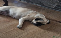 Mixed Breed dogs for sale: Puppies  - Image 4