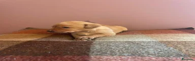 Labrador Retriever 6