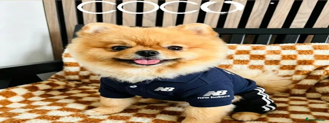 ✨Coco🐾🐶✨