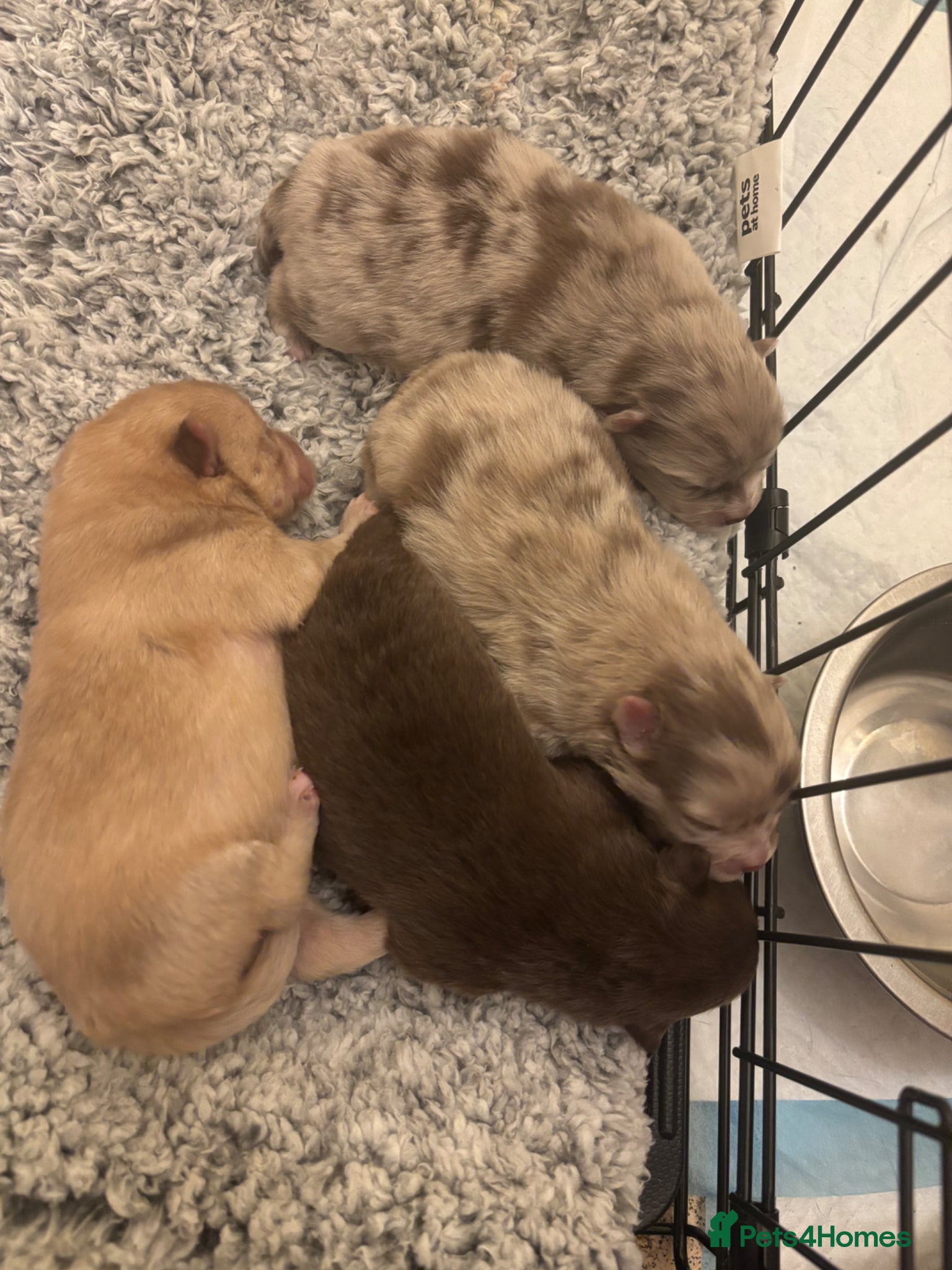 Pomeranian dogs Puppy’s ready in 8 weeks  - Advert 11