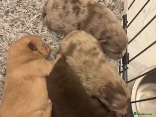 Pomeranian dogs Puppy’s ready in 8 weeks - Advert 11