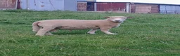 Sheep livestock for sale: 1yr old Ryeland Male Tup  - Advert 1
