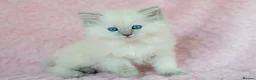 Ragdoll cats for sale: Stunning Ragdolls Available Now. - Advert 17