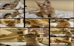 Maine Coon cats for sale: Last Ginger Boy Pure Mainecoon! - Image 14