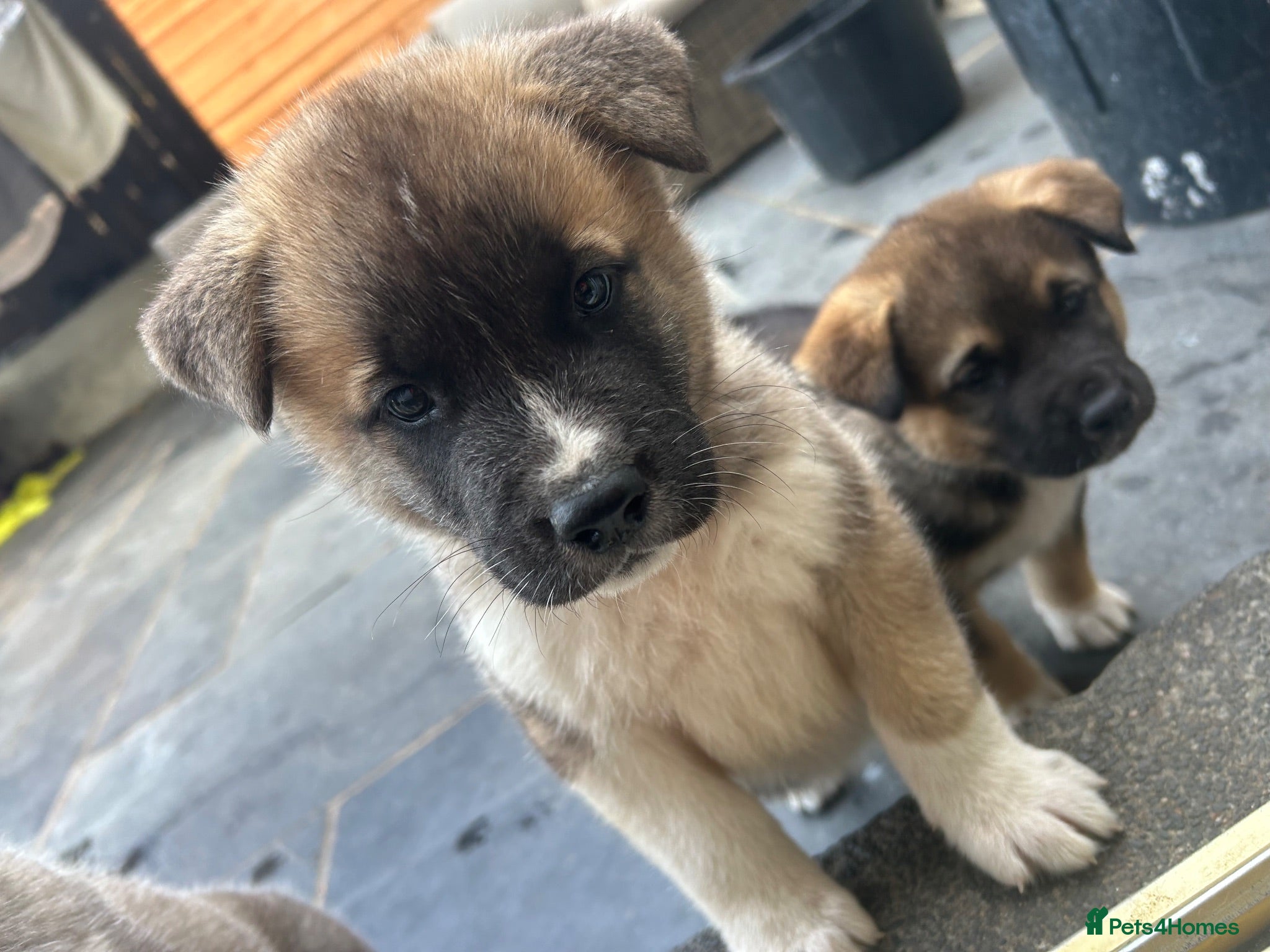 Akita dogs Akita puppy’s  - Advert 7