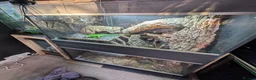 Iguana reptiles for sale: Young Male iguana + Enclosure  - Advert 4