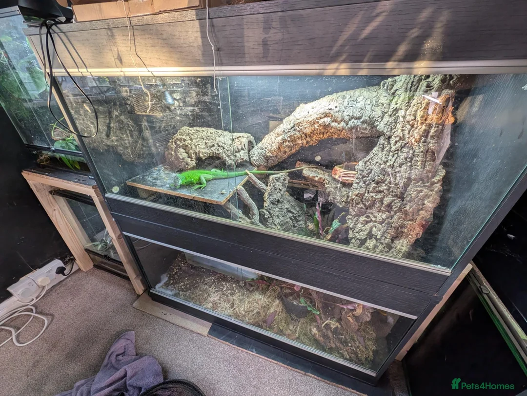 Iguana reptiles for sale: Young Male iguana + Enclosure  - Advert 4