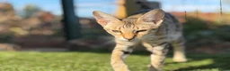 Savannah cats for sale: F5 SBT SNOW & BST SAVANNAHS KITTENS - Advert 9
