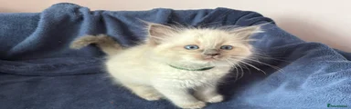Ragdoll Kitten 2