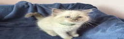 Ragdoll cats for sale: RAGDOLL kittens 3xBOYS, 3xGIRLS - Advert 16