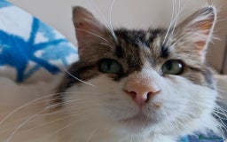 Persian cats for adoption: Teddy, 5 year old, Persian cross - Image 1