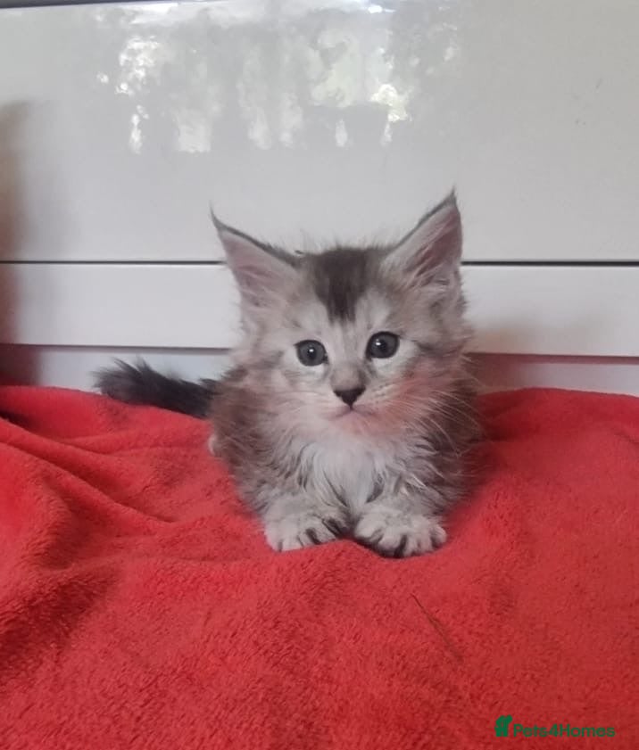 Maine Coon cats Active Tica Reg Maine Coone Kittens  - Advert 1