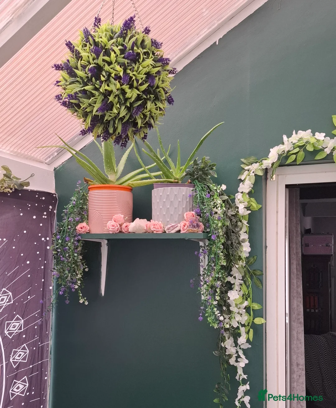 Guinea Pig rodents for sale: Small animal boarding services  - Advert 2