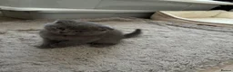 Scottish Fold cats for sale: Scottish fold kittens - Advert 4