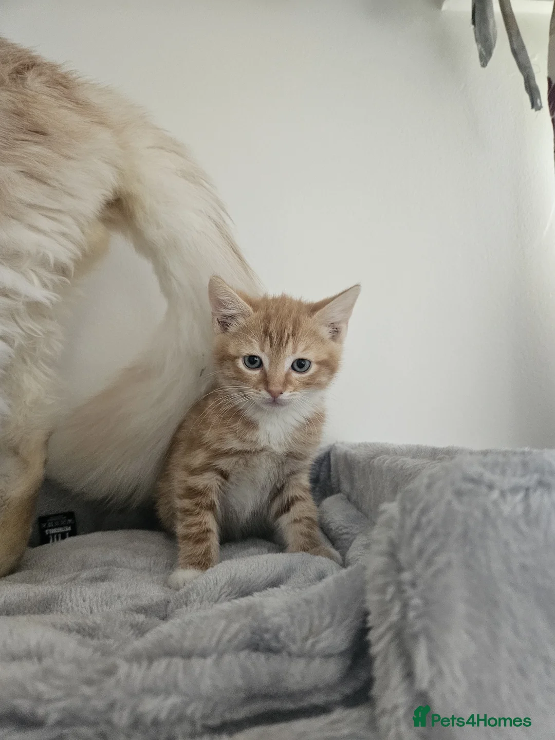 Mixed Breed cats for sale: Mixed breed kittens - Advert 5