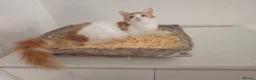 Maine Coon cats for sale: Maine coon mixed lovely kittens  in Northampton - Advert 2
