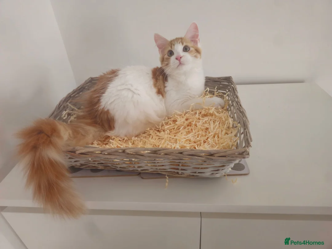 Maine Coon cats for sale: Maine coon mixed lovely kittens  in Northampton - Advert 2