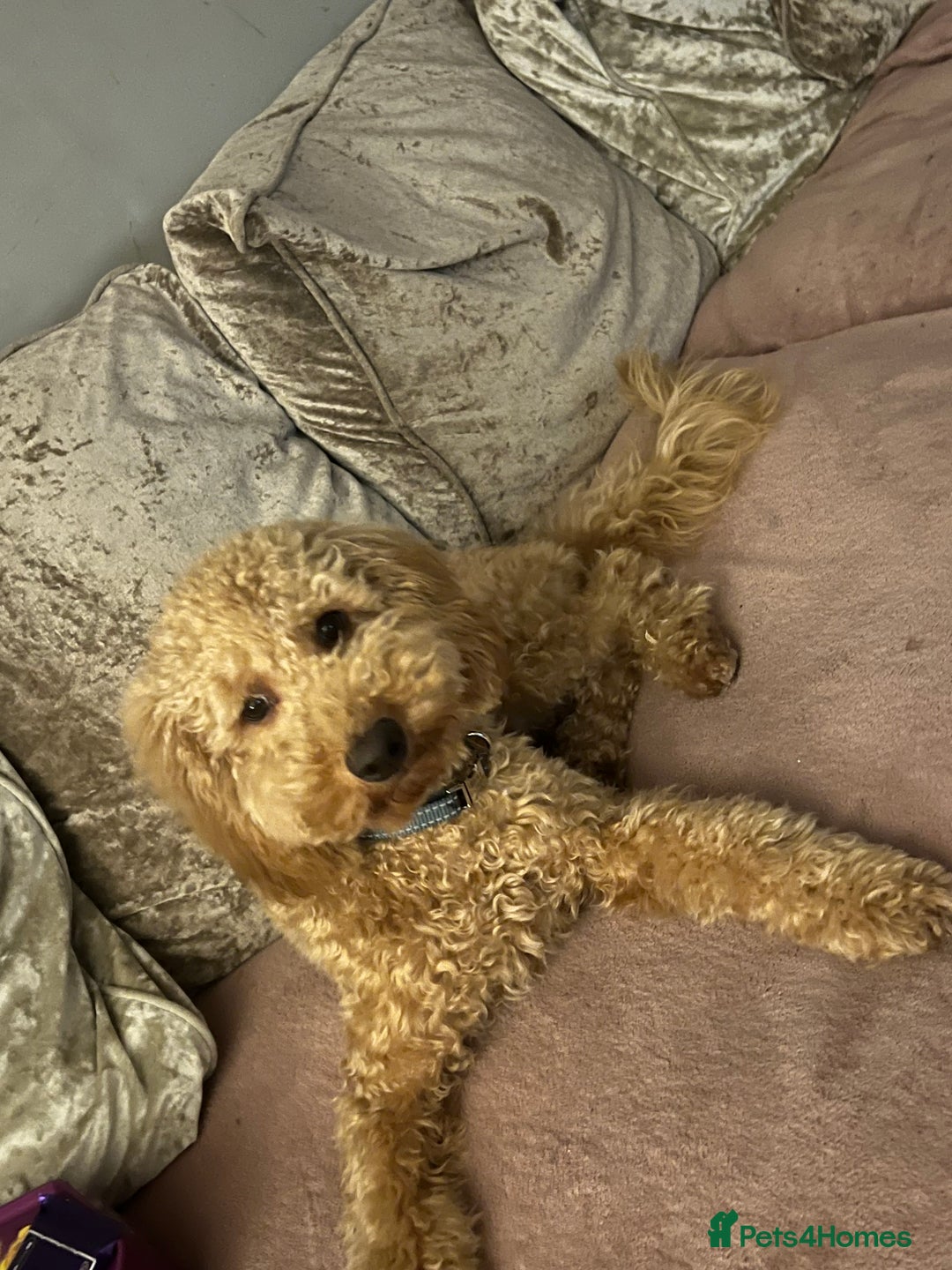 Cavapoo dogs for sale: Male Cavapoo - Advert 1