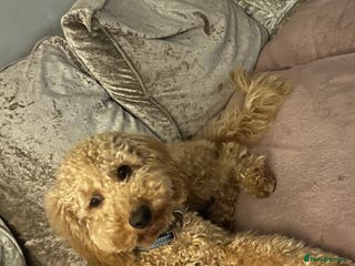 Cavapoo dogs Male Cavapoo - Advert 8