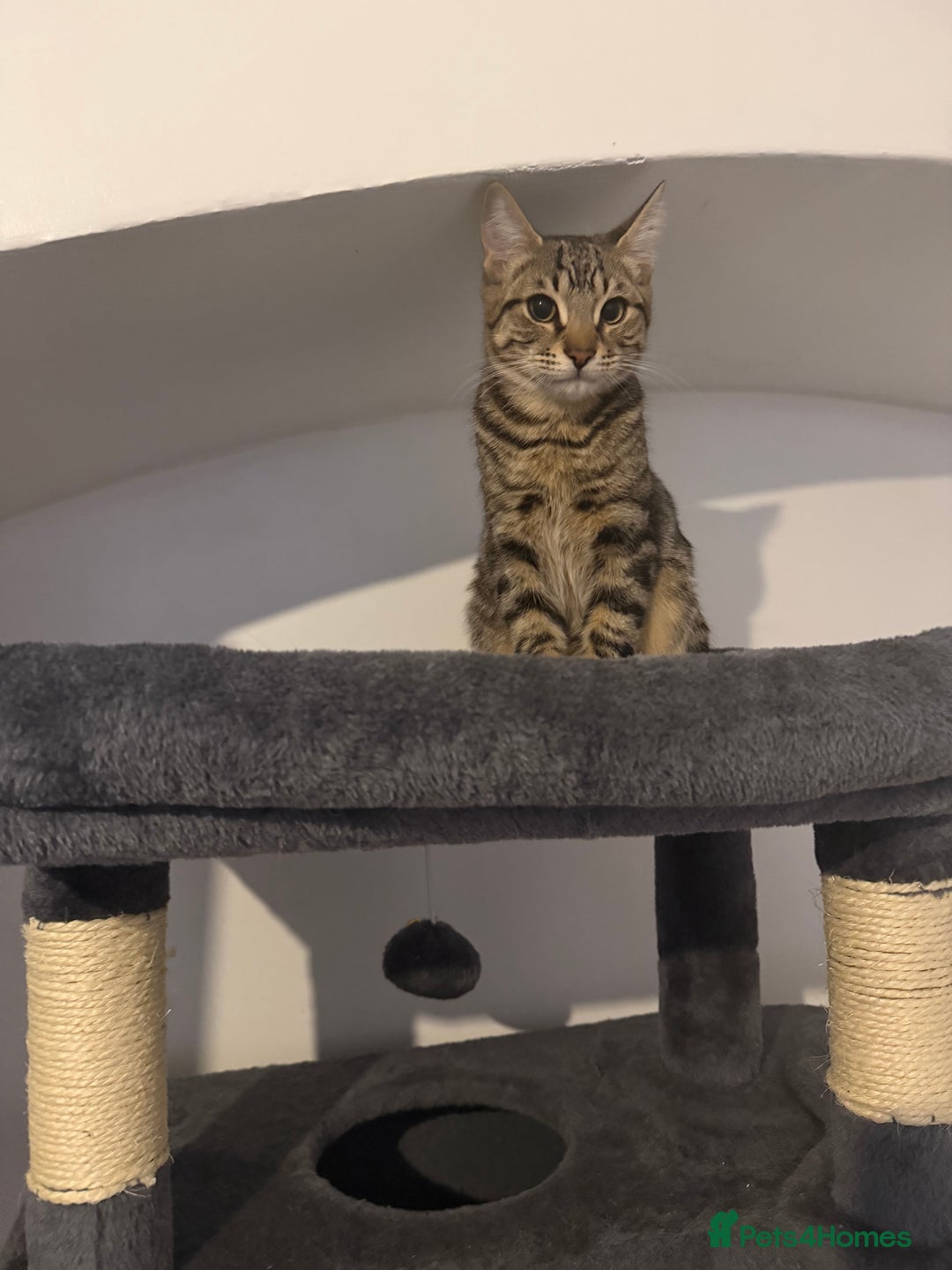 Mixed Breed cats for sale: Male kitten ready now - Advert 5