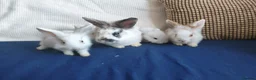 Mixed Breed rabbits for sale: CUTE FRIENDLY BUNNIES READY FOR FOREVER HOMES - Advert 9